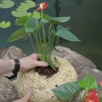 CW Planters1
