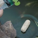 Clear-Water® Barley Straw Pond Treatment2