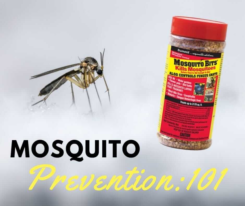 Mosquito Prevention 101