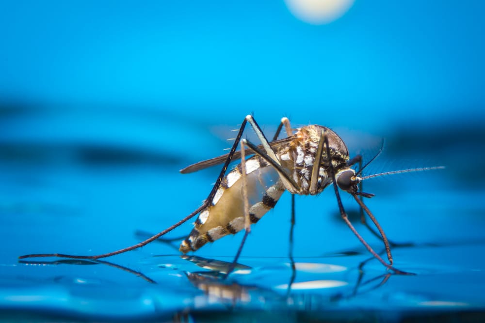 Mosquito-Aedes-aegypti-lr
