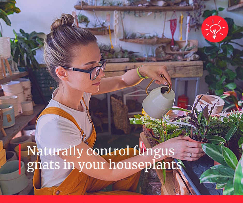 Controlling Fungus Gnats with BTI