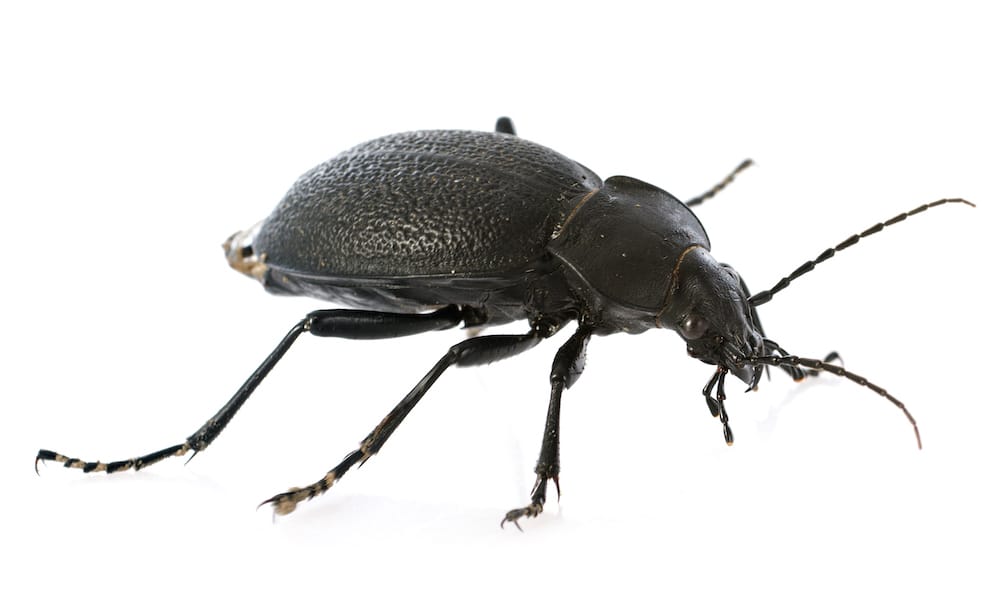 Summit® Pest Control
