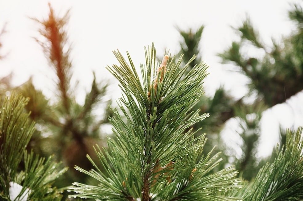 Is Pest Control Necessary in the Winter
