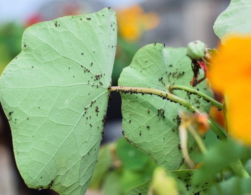 Control Pests with Year-Round® Spray Oil