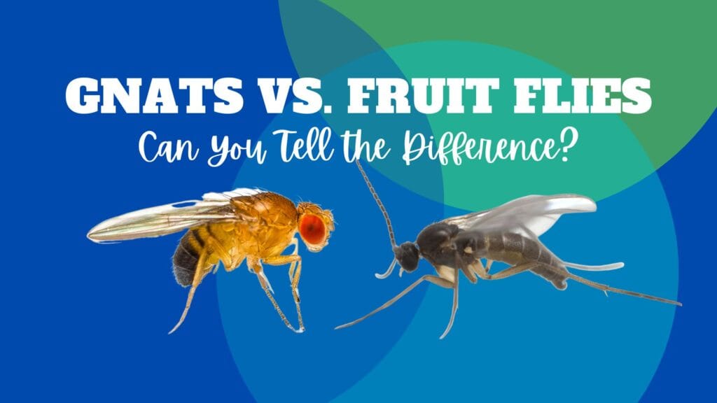 Gnats vs. fruit flies — Can You Tell the Difference