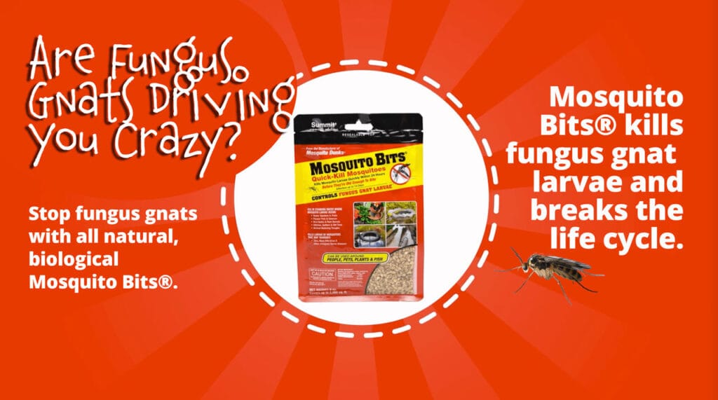 Are Fungus Gnats Driving You Crazy?