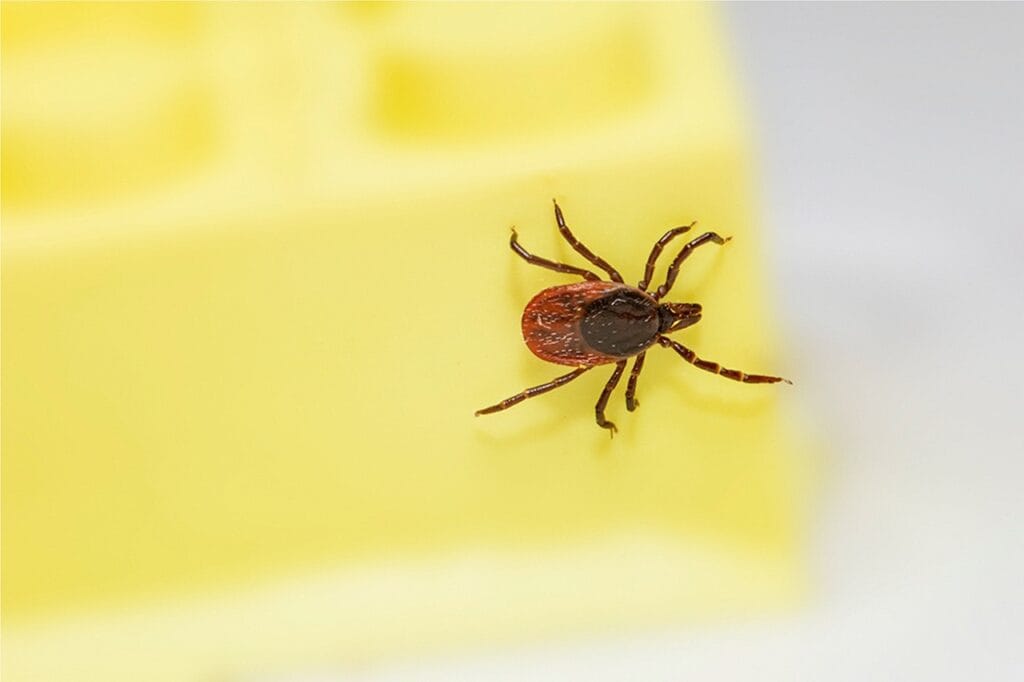 Is Lyme Disease Really That Big of a Deal?