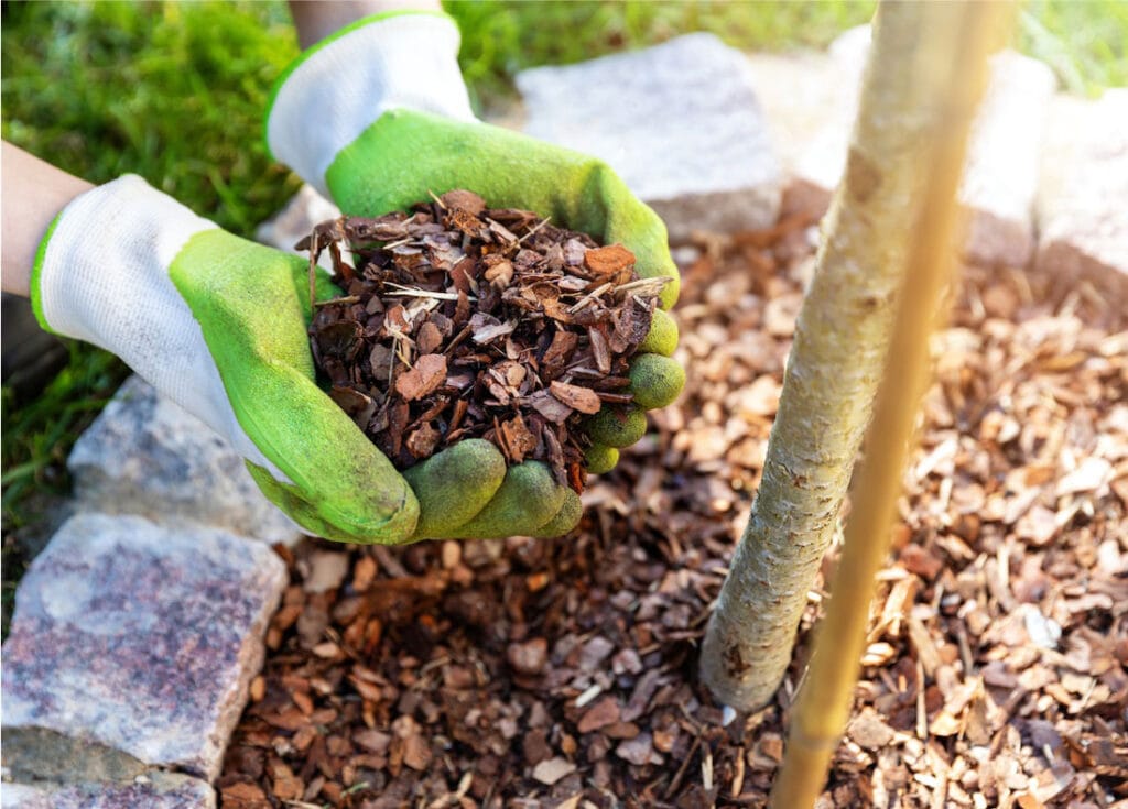 Planting Seeds