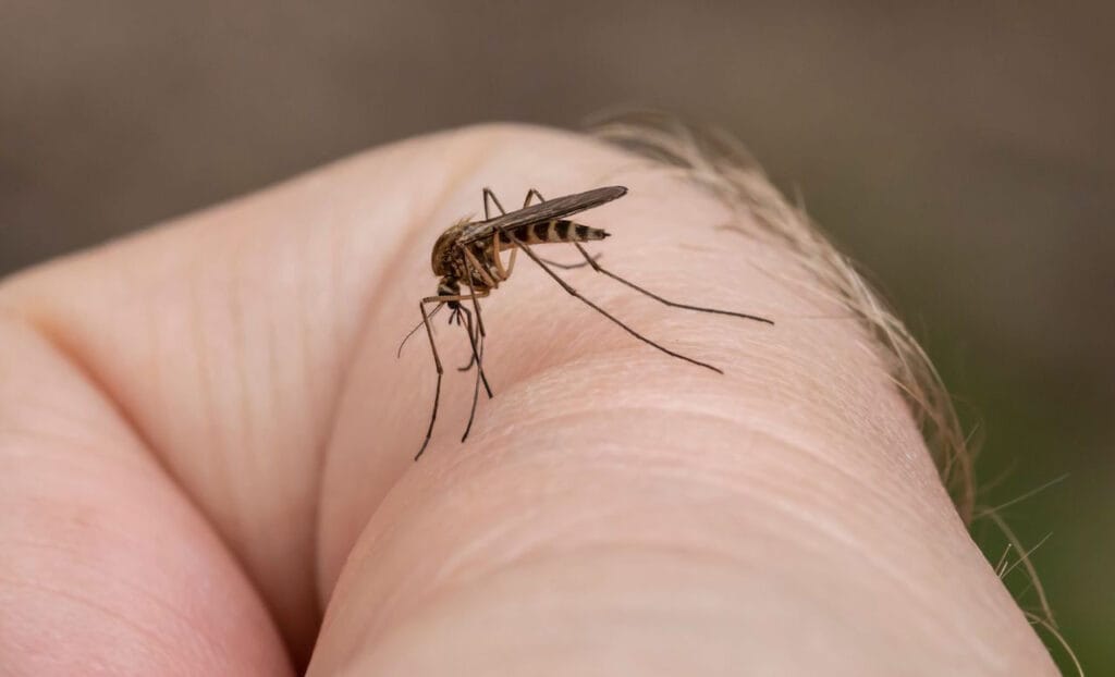 Mosquito Control