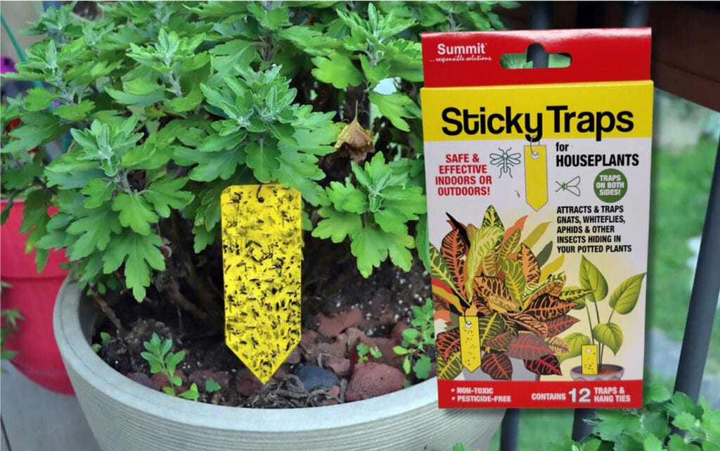 Sticky-Traps-for-Houseplants