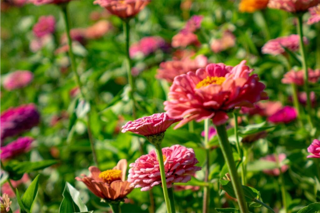 Common Plants for August Gardens