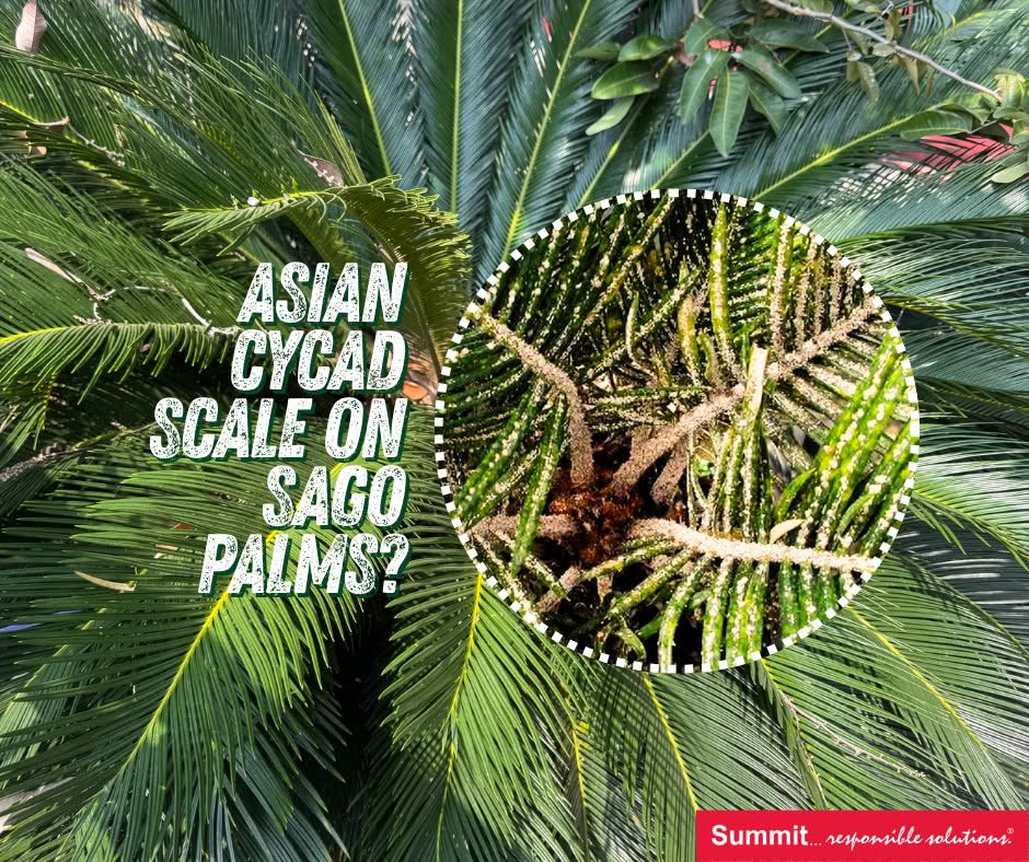 Asian Cycad Scale