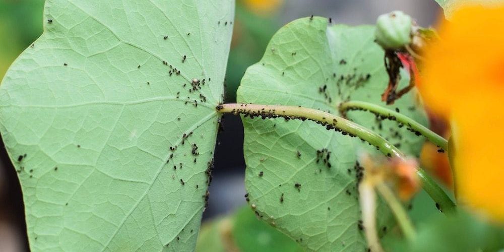 Control Pests with Year-Round® Spray Oil