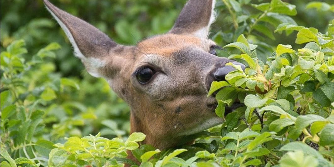 Deer Ban™