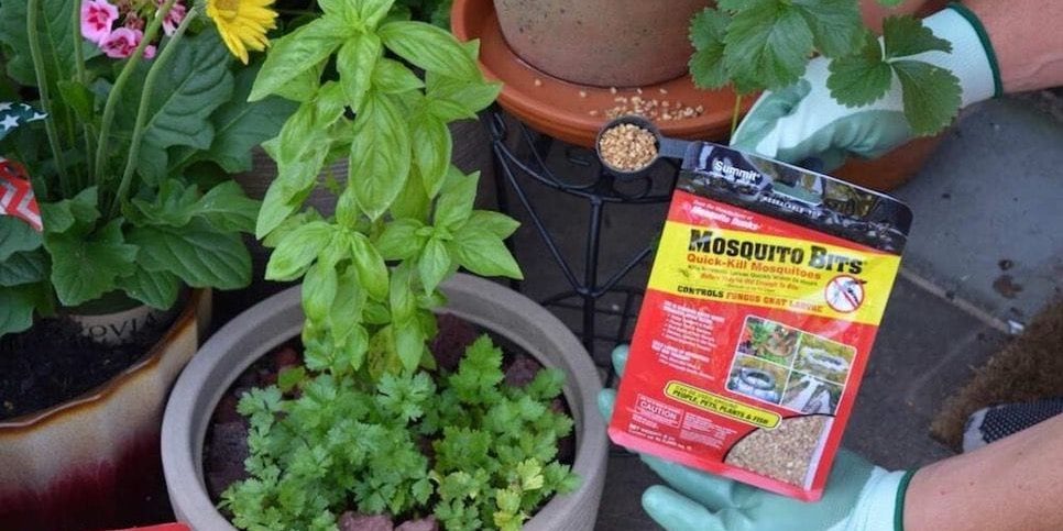 Fungus Gnats
