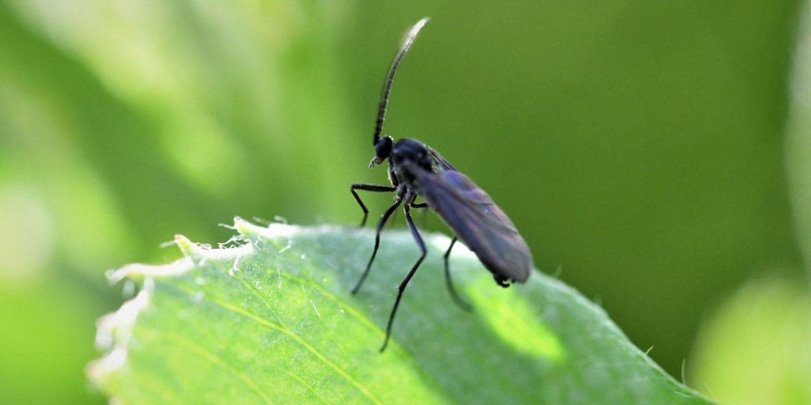 Fungus-Gnats