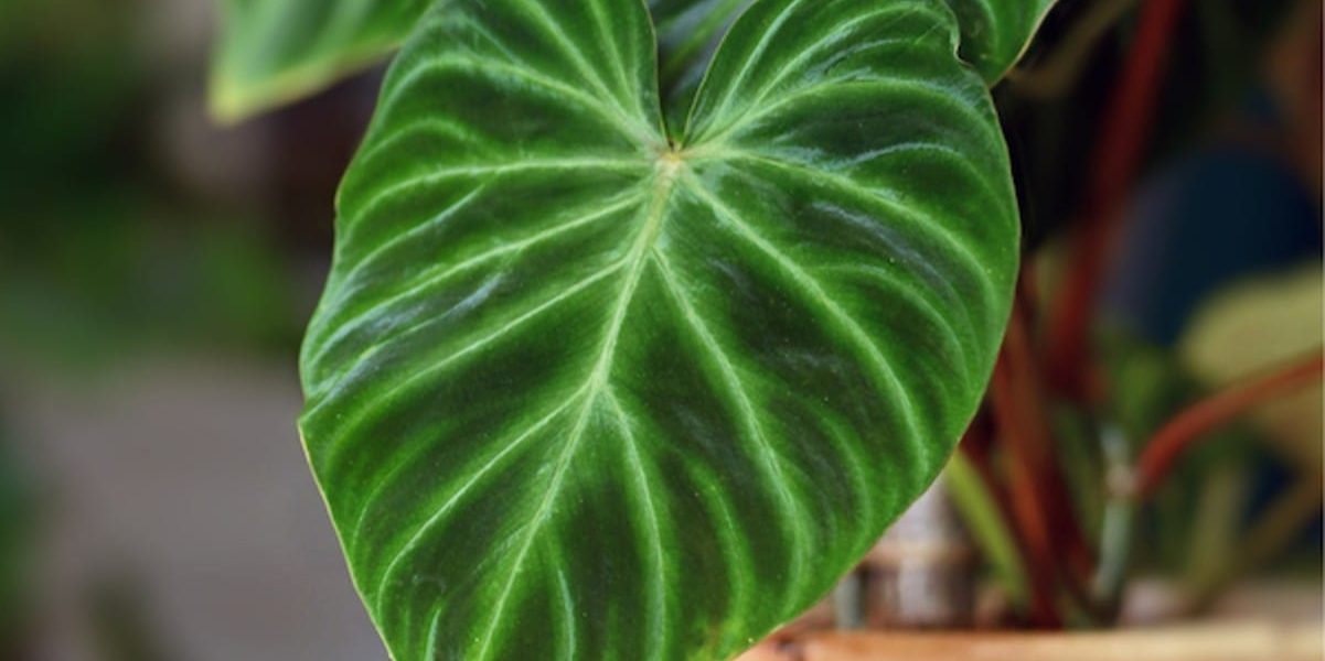 Houseplants