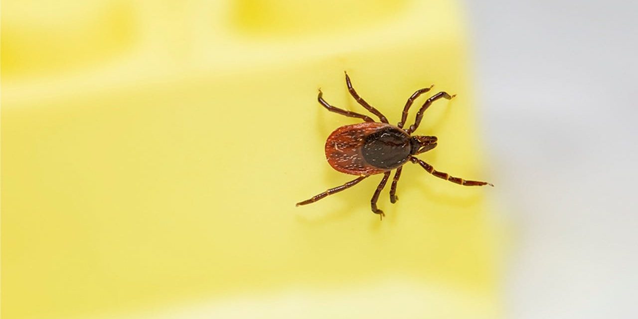Is Lyme Disease Really That Big of a Deal?