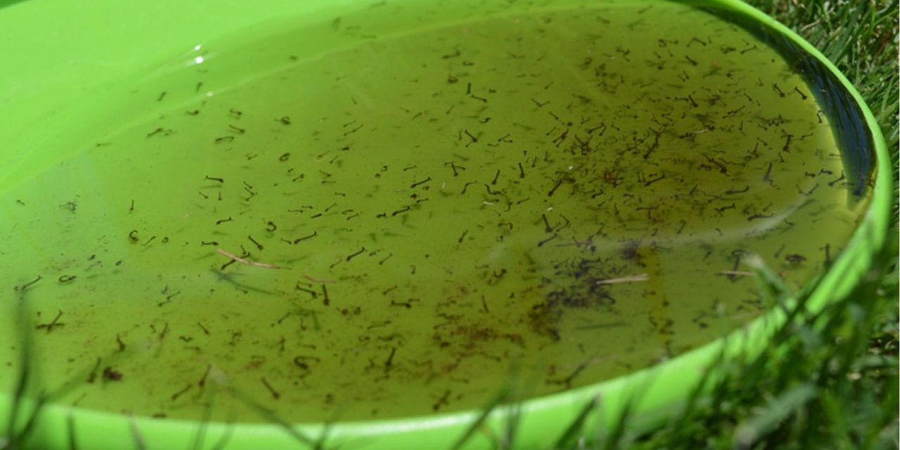 Mosquitoes Lay Their Eggs in Standing Water