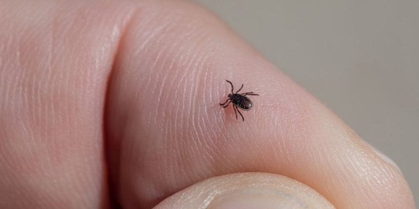 Ticks