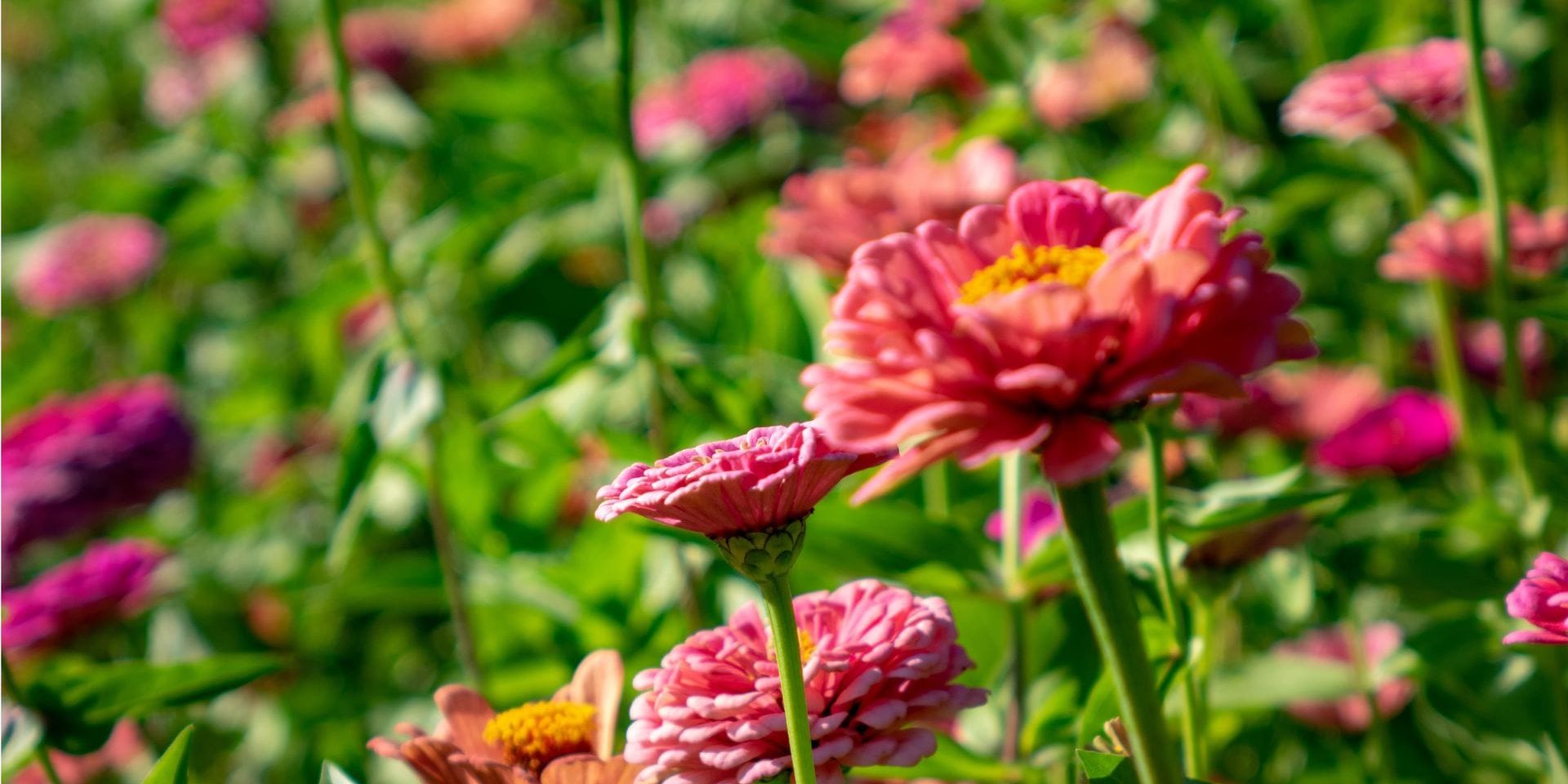 Common Plants for August Gardens