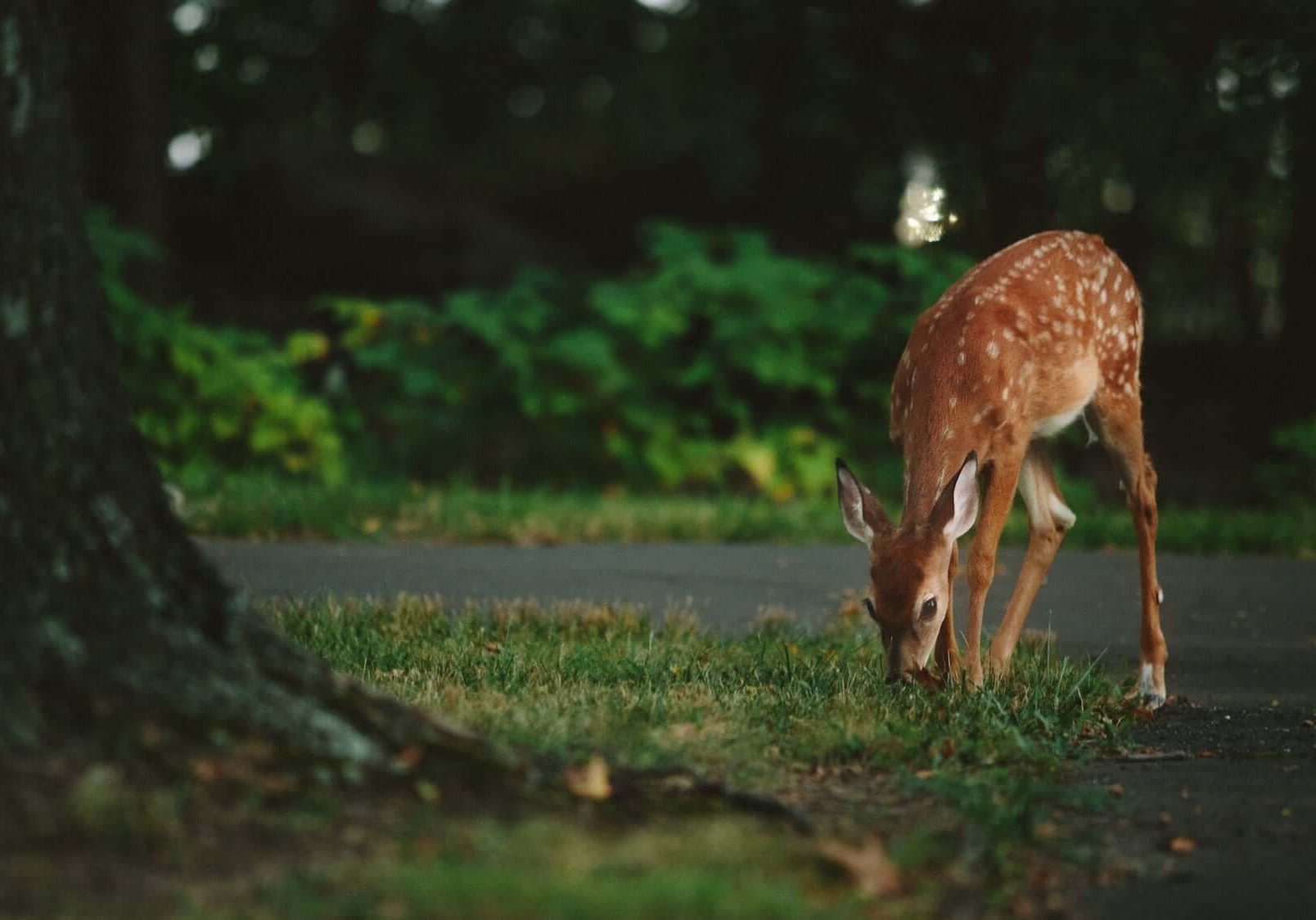 Deer Ban™